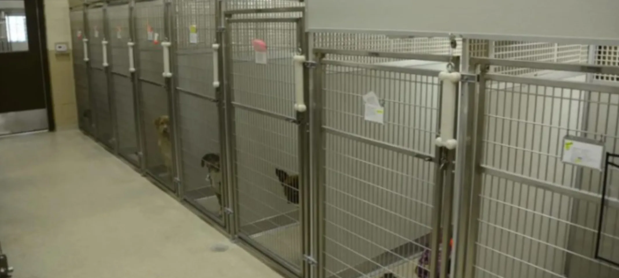 Dogs in kennels at Plainfield Pet Resort